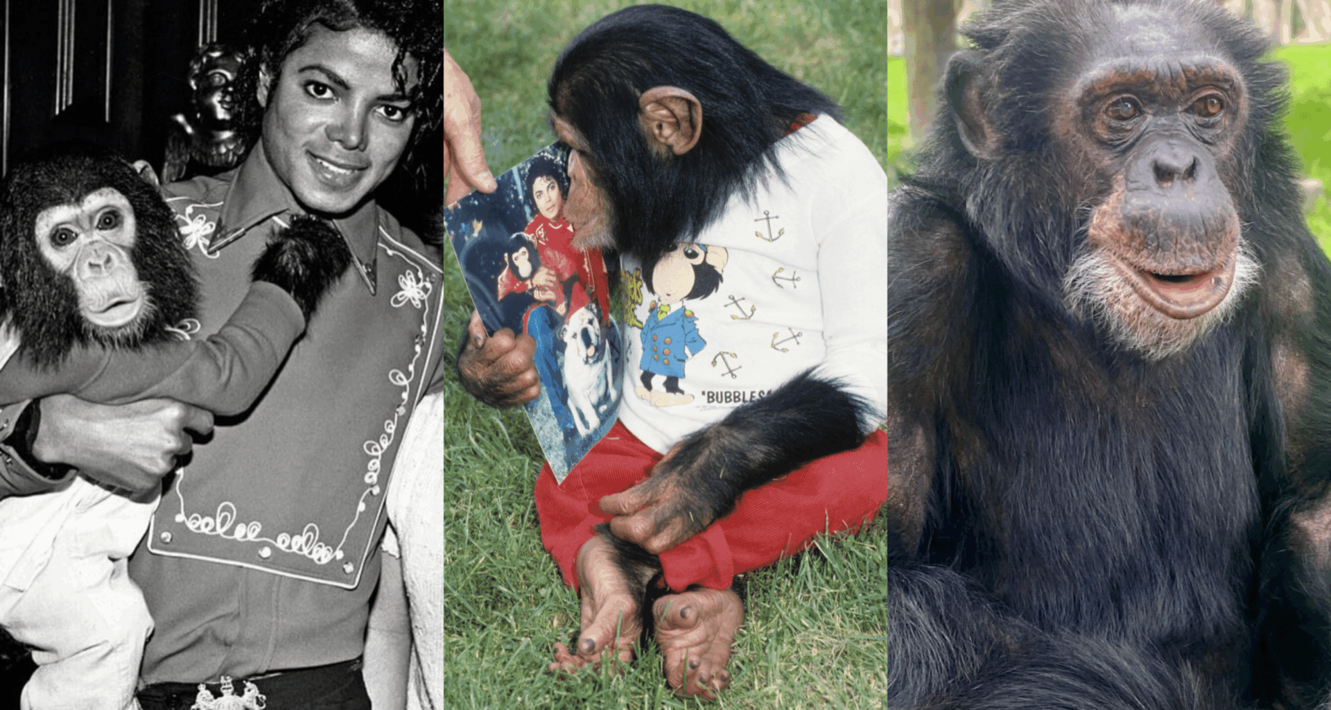 Michael Jackson : Bubbles, son chimpanzé, vient de fêter ses 42 ans