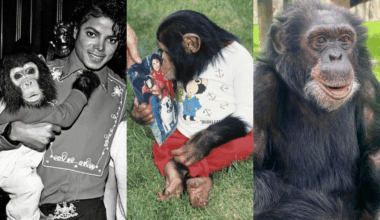 Michael Jackson : Bubbles, son chimpanzé, vient de fêter ses 42 ans