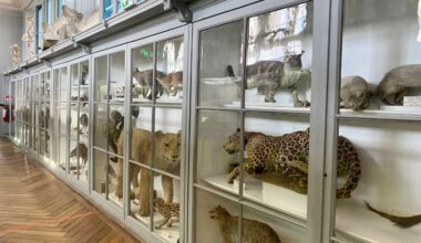 le mobilier du muséum doit être classé, dit la justice