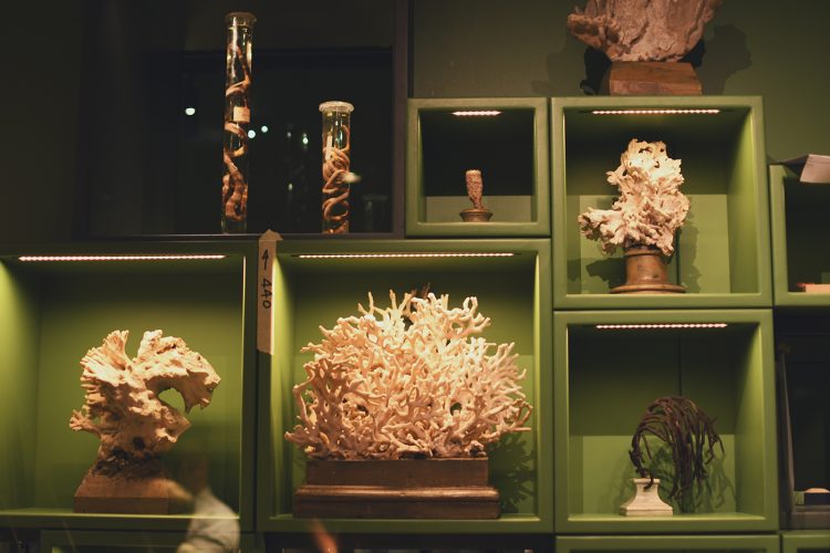 Musée zoologique jardin des sciences (56)