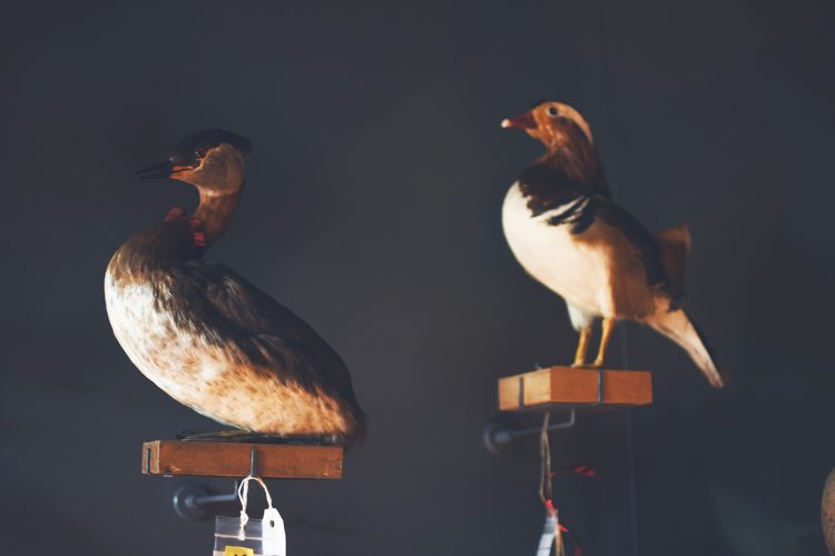 Musée zoologique jardin des sciences (62)