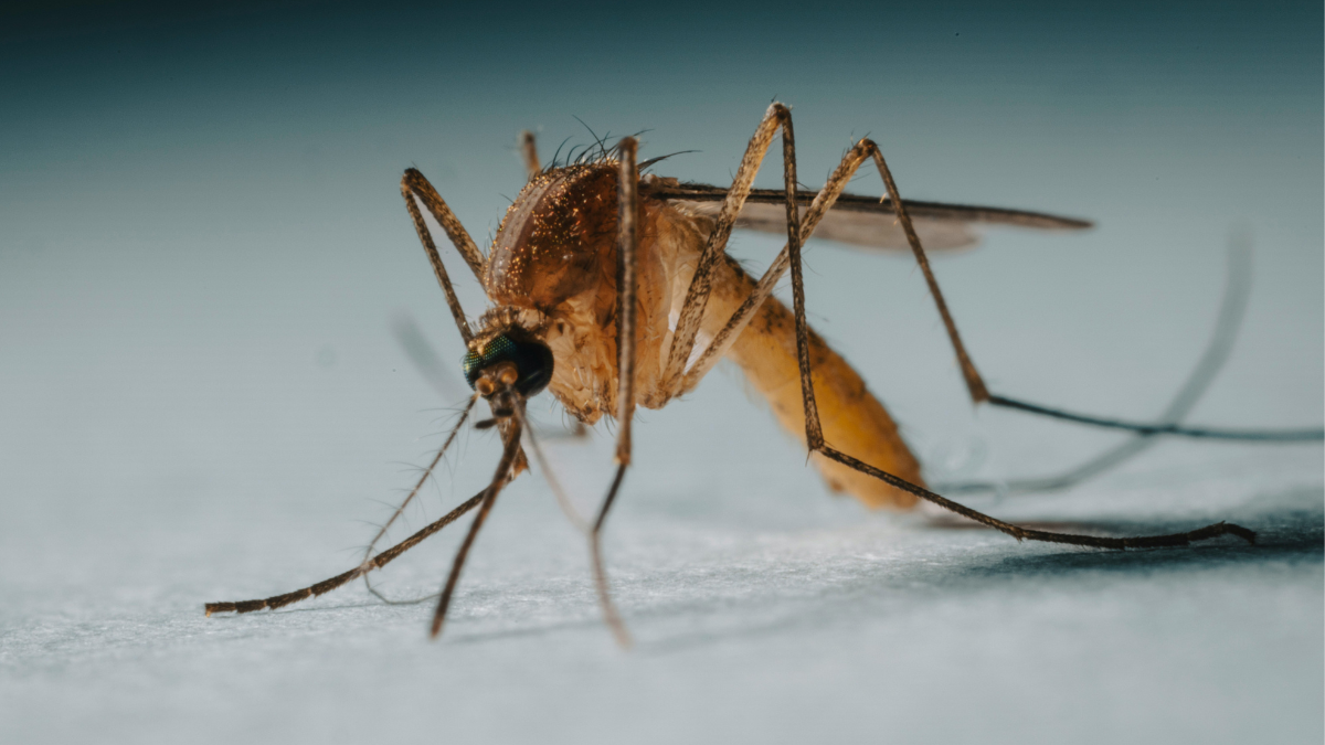 Mauvaise nouvelle, les moustiques mâles aussi raffoleraient de notre sang