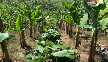 les aides de l'UE vitales mais imparfaites