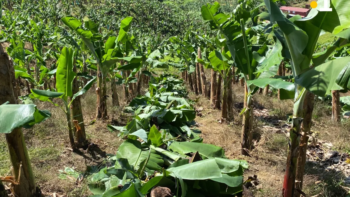 les aides de l'UE vitales mais imparfaites