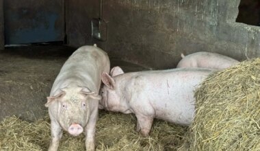 Fermetures d'élevages, difficultés d'approvisionnement... Pourquoi la filière porcine calédonienne est-elle en souffrance ?