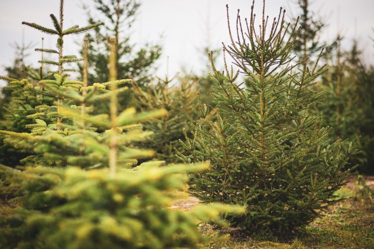 Sapins de noel en terre à la pépinière de Valentin Spieler à Haguenau