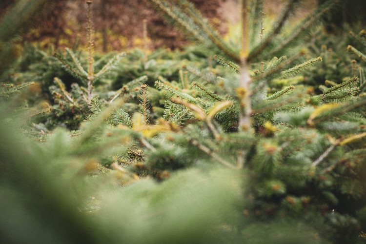 Cultures de sapin de noel