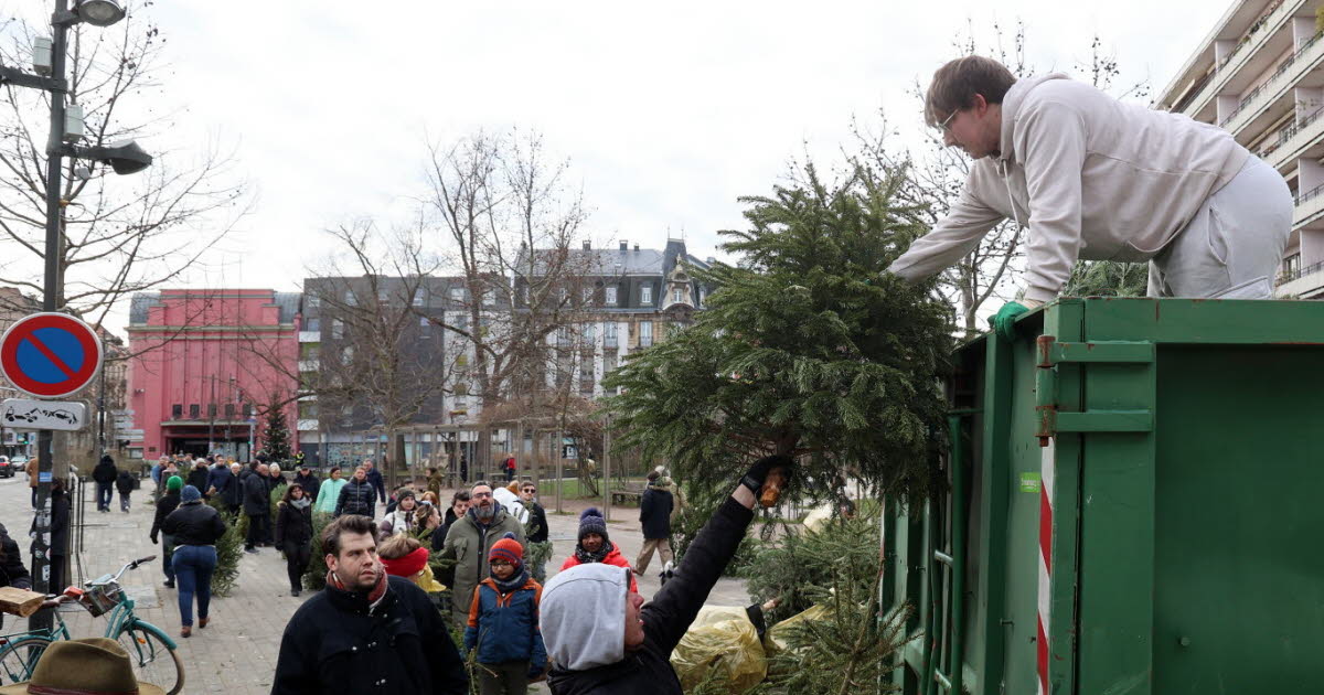 Strasbourg. Retrouvez les lieux pour déposer vos sapins de Noël, du 3 au 14 janvier
