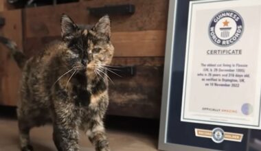 Royaume-Uni. Flossie, la plus vieille chatte du monde, vient de fêter ses 30 ans !