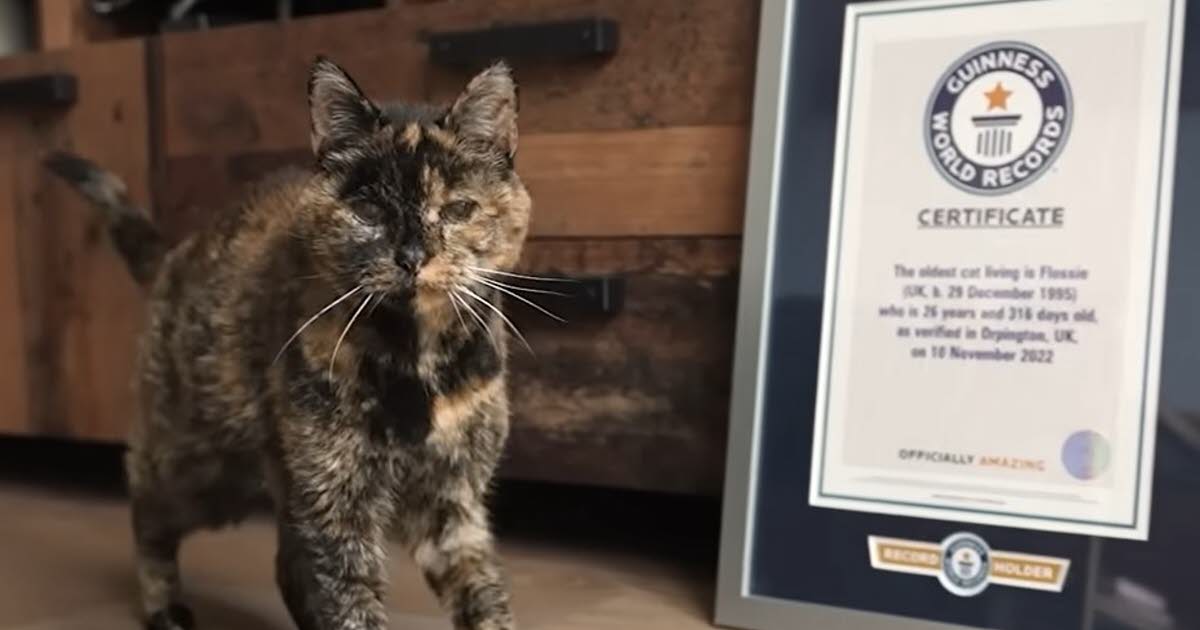 Royaume-Uni. Flossie, la plus vieille chatte du monde, vient de fêter ses 30 ans !