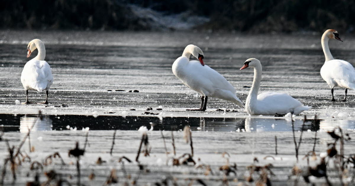 Ain. L’œil de notre photographe : « Glacial mais tellement beau », par Catherine Aulaz - Le Progrès