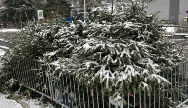Villars. Cinq points de collecte pour recycler vos sapins de Noël