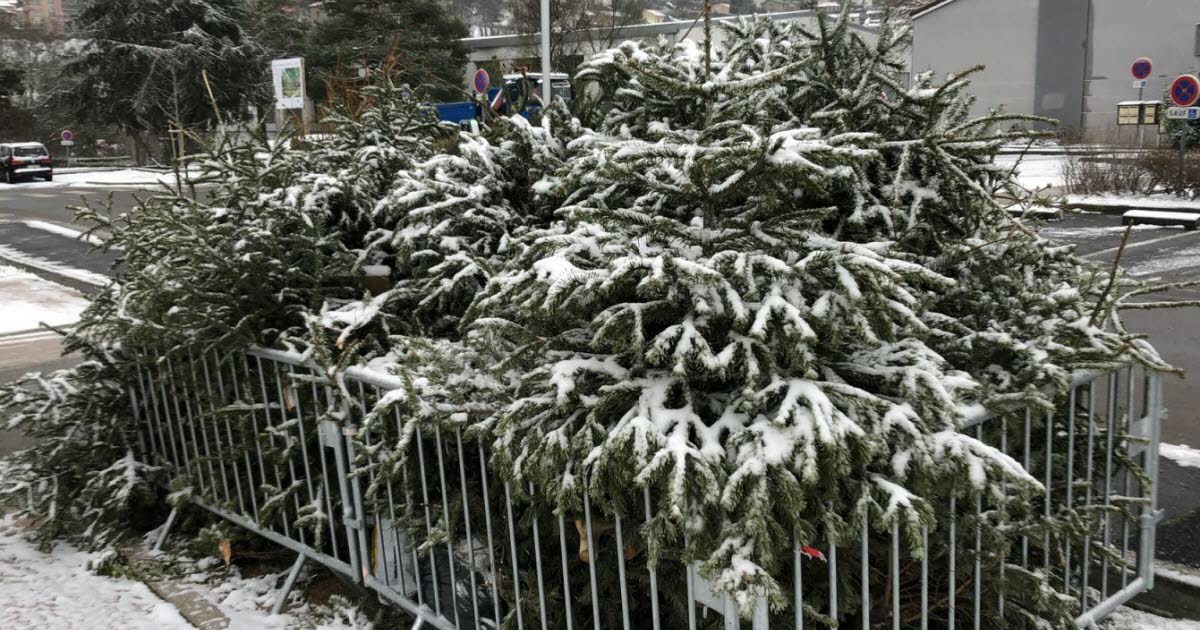 Villars. Cinq points de collecte pour recycler vos sapins de Noël