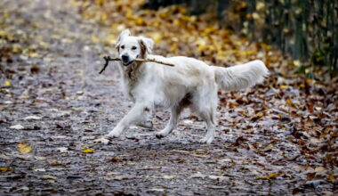 un chien meurt électrocuté, des dizaines d'autres touchés