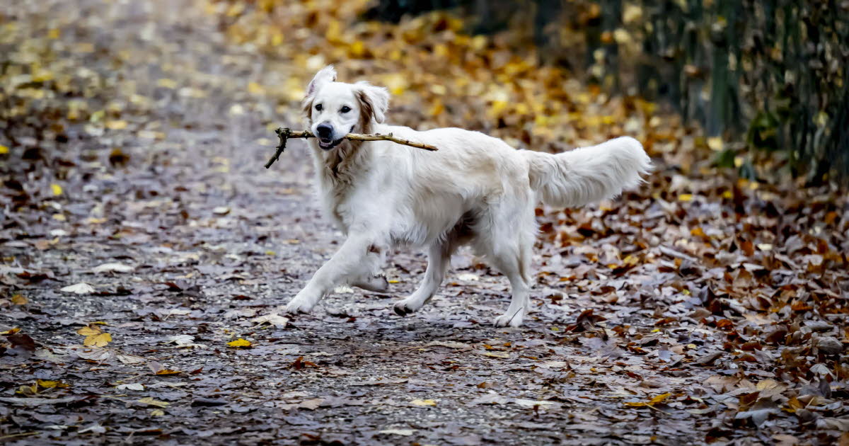 un chien meurt électrocuté, des dizaines d'autres touchés