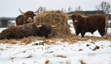 Hello Ketty. Les images décalées de la semaine dans l'objectif de notre photographe