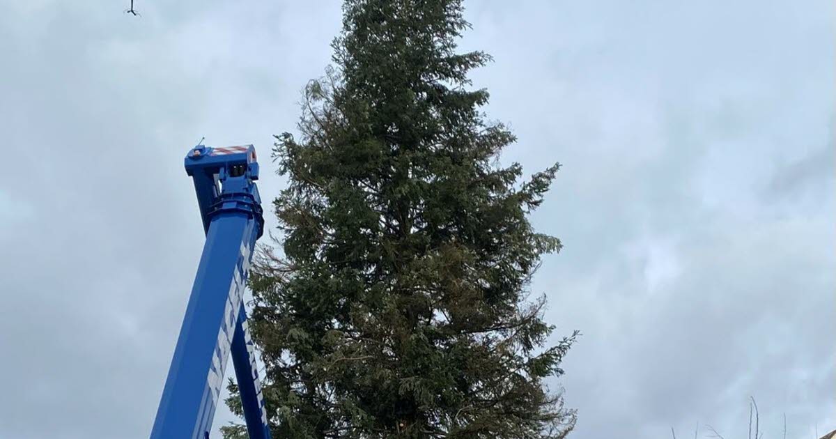 Strasbourg. Le grand sapin de la place Kléber vit ses derniers jours