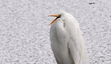 Ain. L’œil du photographe :  « L’hiver en Dombes », par Catherine Aulaz