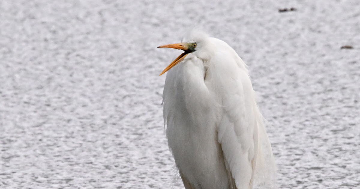 Ain. L’œil du photographe :  « L’hiver en Dombes », par Catherine Aulaz