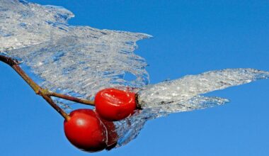 Photos. La nature prise dans la glace offre des sculptures uniques et éphémères