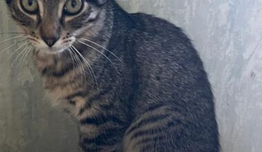 une cagnotte vient d’être lancée