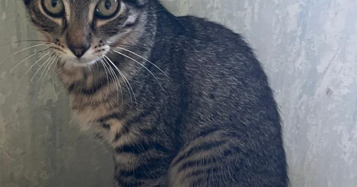 une cagnotte vient d’être lancée