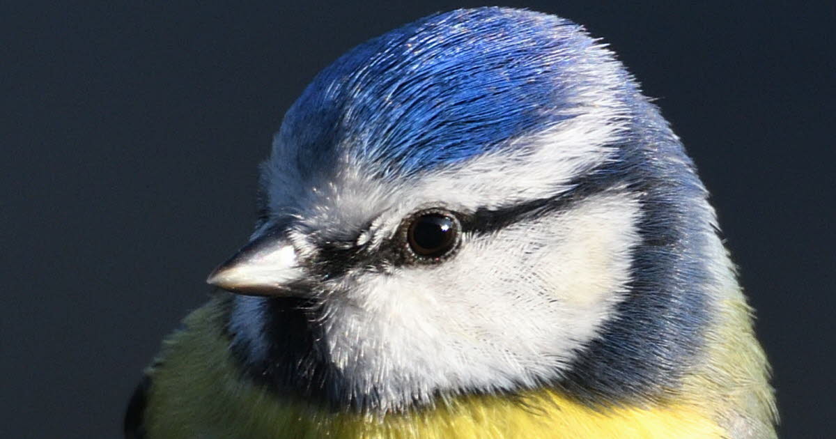 ce week-end pour les aider, il faut les compter