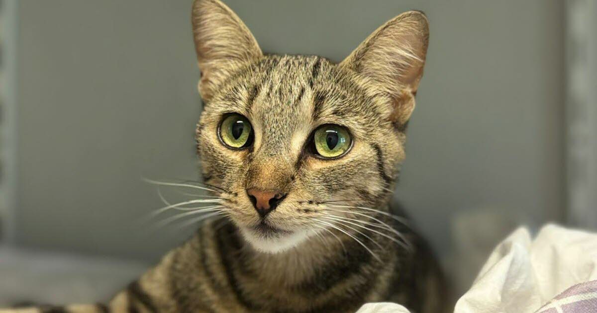 Baida, jeune chatte de 3 ans, recherche sa famille pour la vie