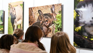 Nancy s’engage en faveur du bien-être animal dans ses cantines