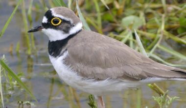 Lunéville. Au fil de la rivière sauvage à la découverte de ses habitants