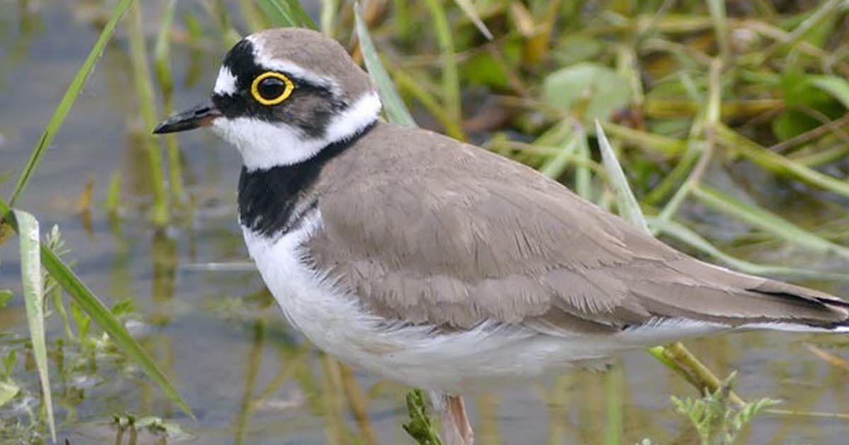 Lunéville. Au fil de la rivière sauvage à la découverte de ses habitants