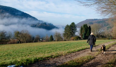 Allemagne. A partir du mois de juillet, il faudra un permis pour avoir un chien à Brême