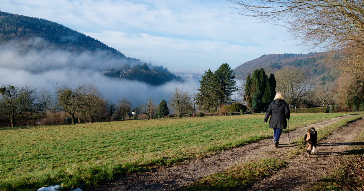 Allemagne. A partir du mois de juillet, il faudra un permis pour avoir un chien à Brême