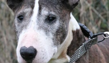 après une vie diificile, Spike, 13 ans, cherche un foyer pour se retaper