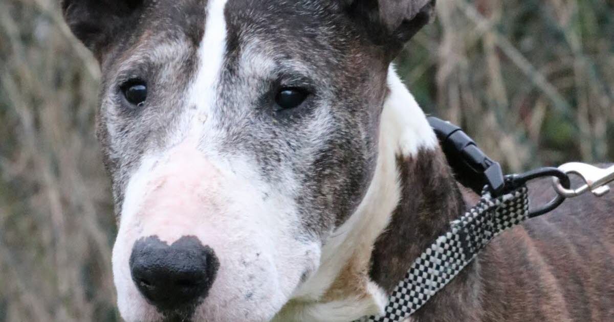 après une vie diificile, Spike, 13 ans, cherche un foyer pour se retaper