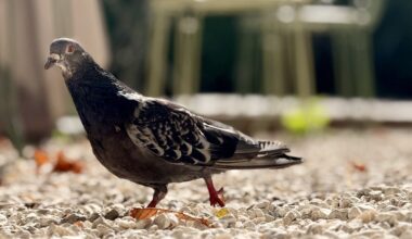 la mairie de Marseille accusée de "capturer" des pigeons, elle répond