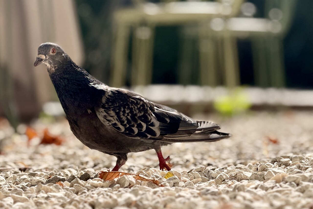 la mairie de Marseille accusée de "capturer" des pigeons, elle répond