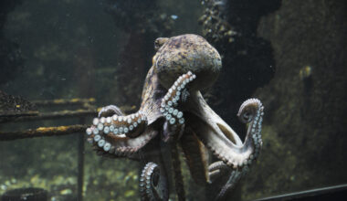 poulpe pieuvre animal marin aquarium &eacute;vade