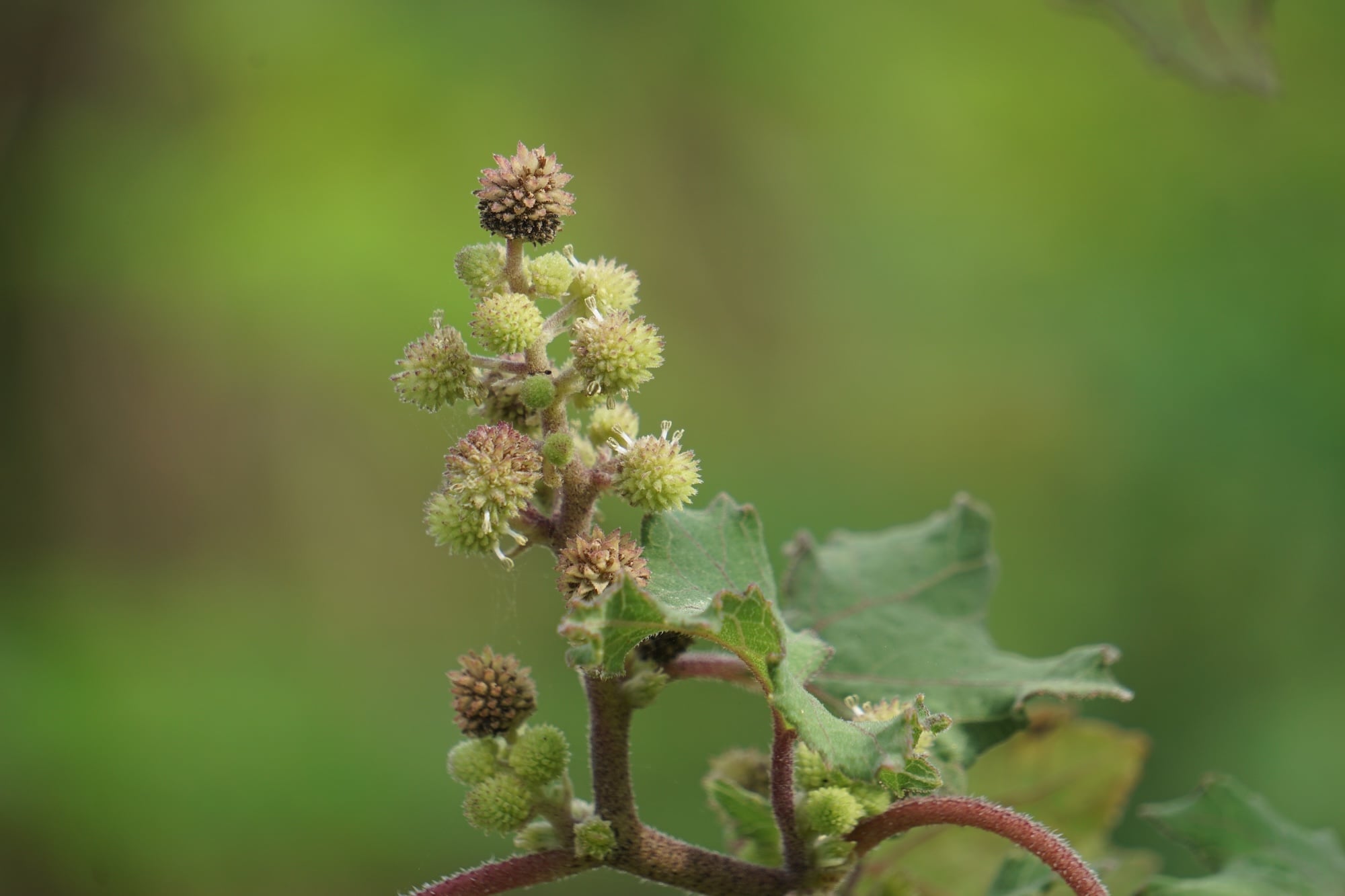 premiere-mondiale-entreprise-lyonnaise-antidote-ricine