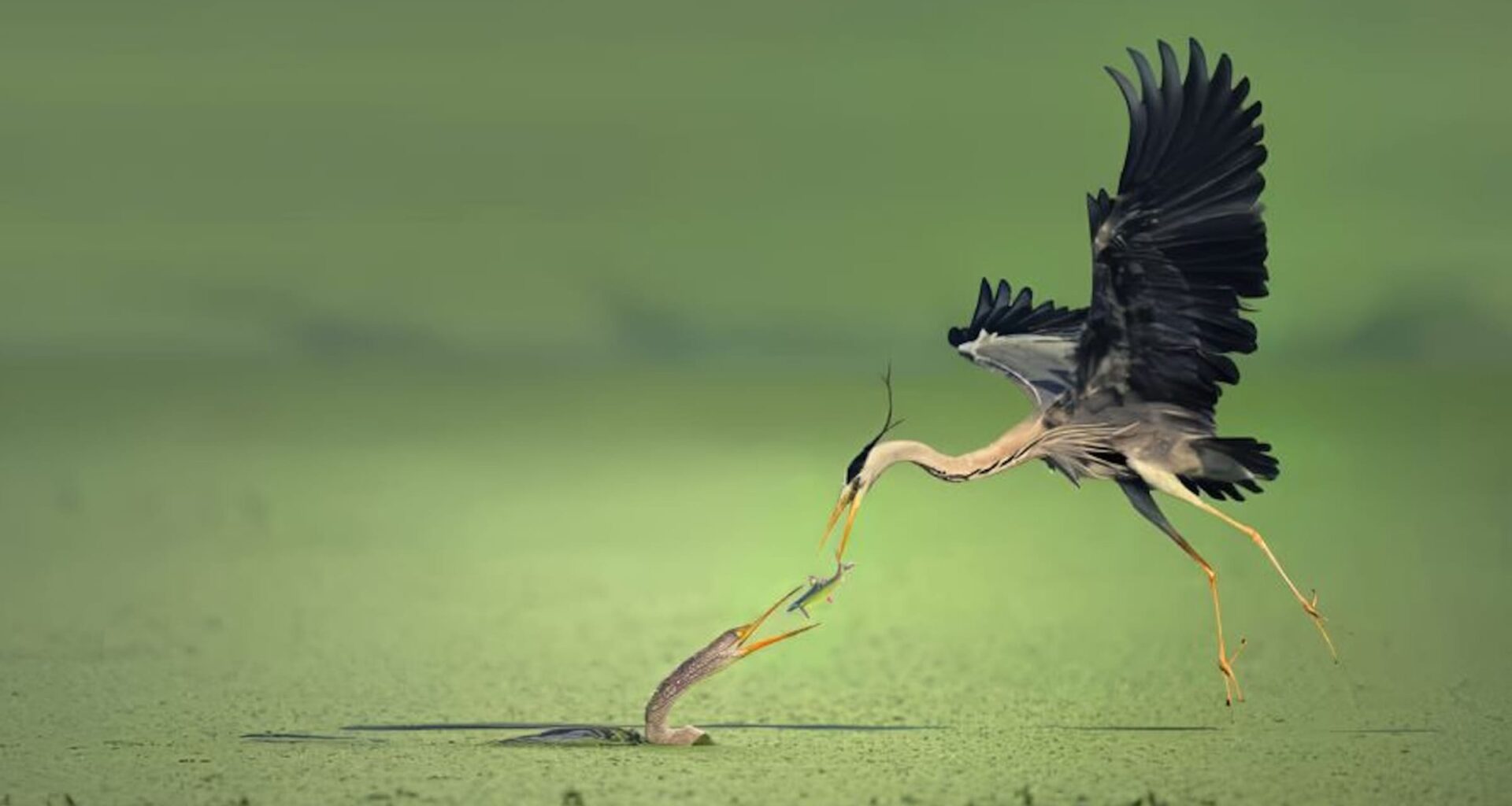 Les 25 clichés primés du Refocus Photographer of the Year Awards 2025 dédiés à la vie sauvage