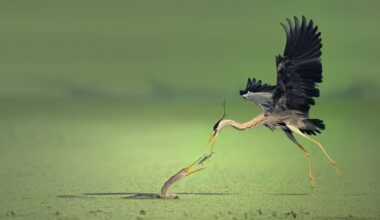 Les 25 clichés primés du Refocus Photographer of the Year Awards 2025 dédiés à la vie sauvage