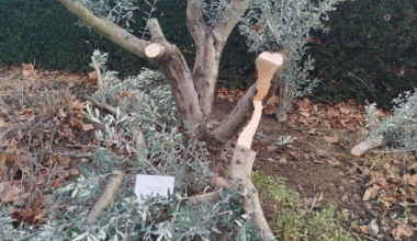 Près de Lyon. Un arbre hommage à Ilan Halimi attaqué à la scie, "un acte indigne"
