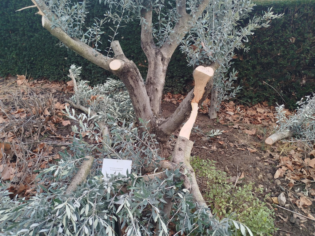 Près de Lyon. Un arbre hommage à Ilan Halimi attaqué à la scie, "un acte indigne"