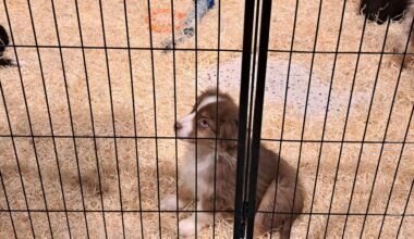 à Rennes, le Salon du chiot dans le viseur d'une association