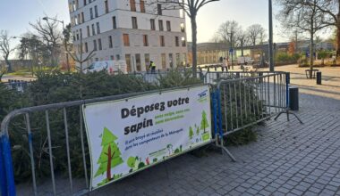 après les fêtes, voici où déposer son sapin de Noël pour lui donner une seconde vie