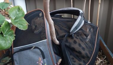 Île-de-France : la Douane saisit deux félins sauvages jetés vivants d’un balcon