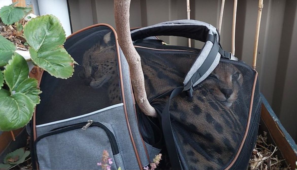 Île-de-France : la Douane saisit deux félins sauvages jetés vivants d’un balcon
