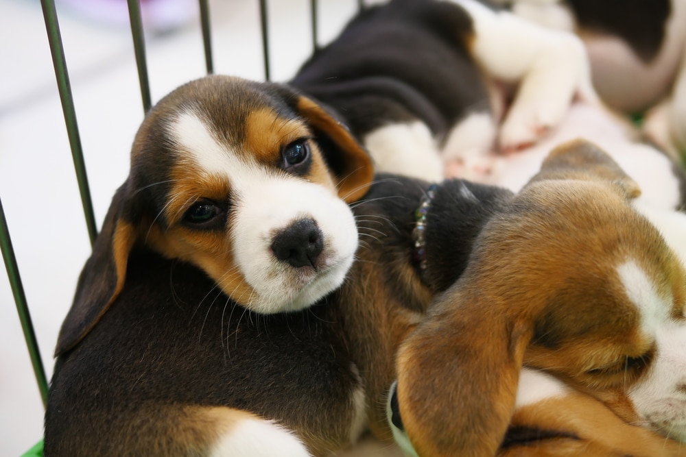 Vente chiens chats animaleries interdite 2024 Assemblée nationale vote