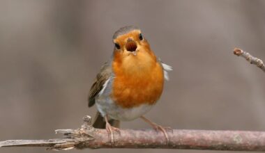 <p>Observer un rouge-gorge pendant quelques minutes provoque ce changement surprenant en vous</p>
