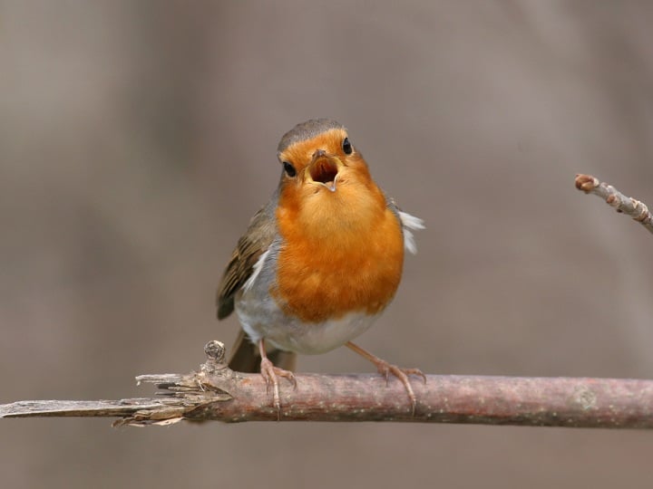 <p>Observer un rouge-gorge pendant quelques minutes provoque ce changement surprenant en vous</p>
